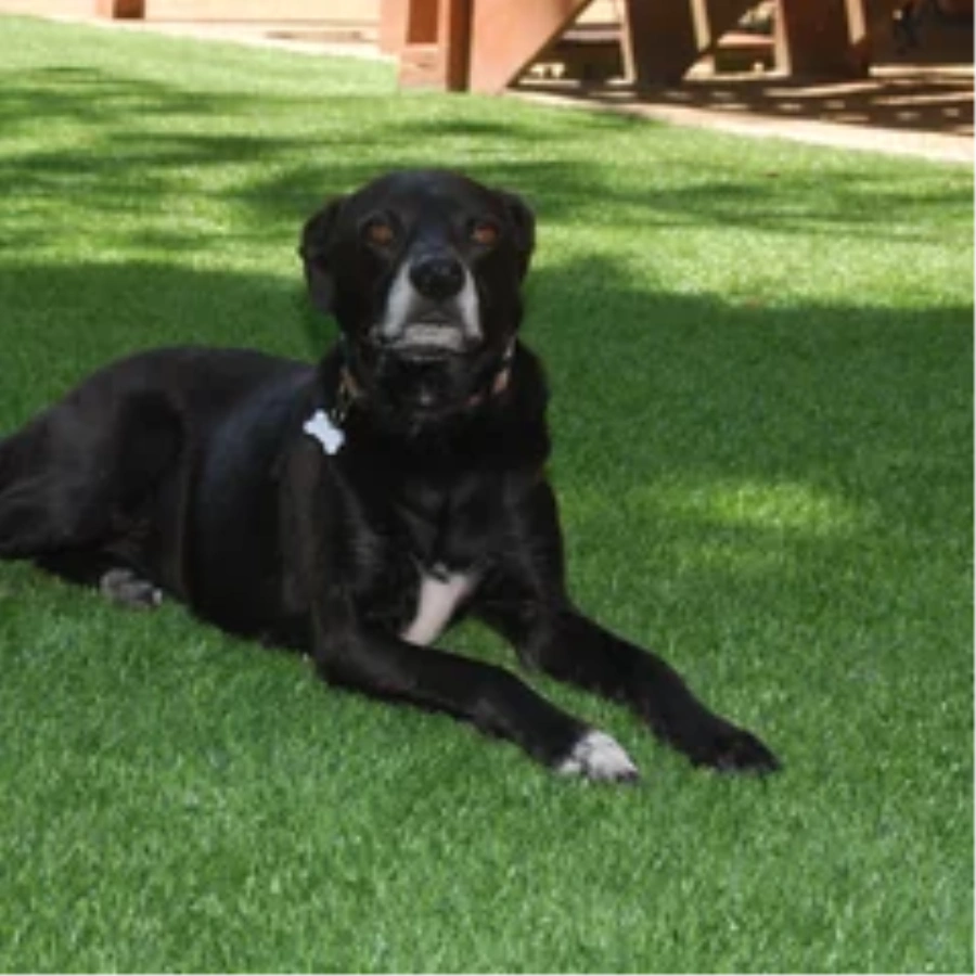 Black dog resting on a pet-friendly Las Vegas artificial turf backyard lawn