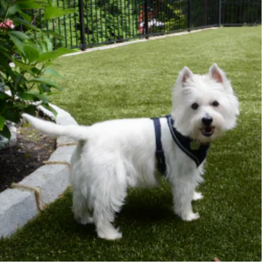 Pet Turf for Multi-Family Properties and Dog Parks in Las Vegas