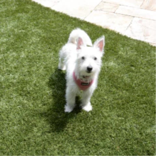 Picking the Ideal Turf for Dogs