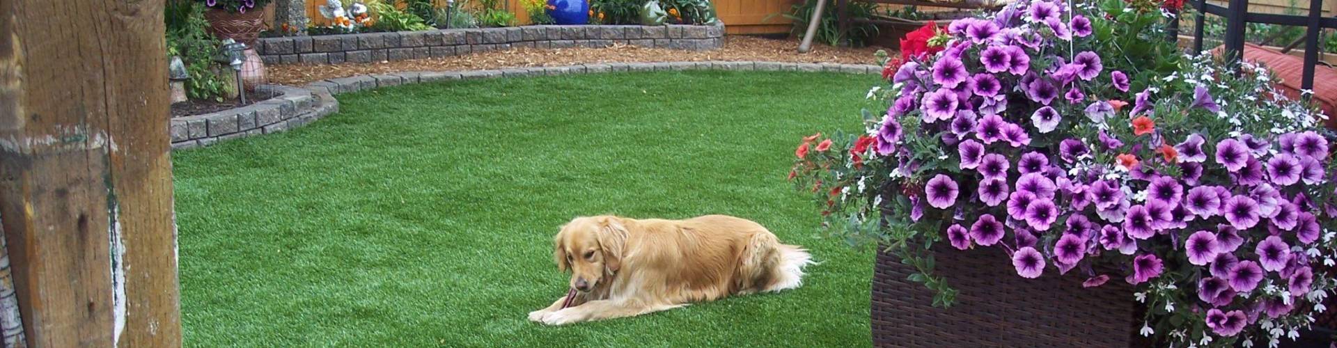 Golden retriever relaxing on Southwest Greens fake grass for dogs surrounded by colorful garden flowers and stone retaining wall.