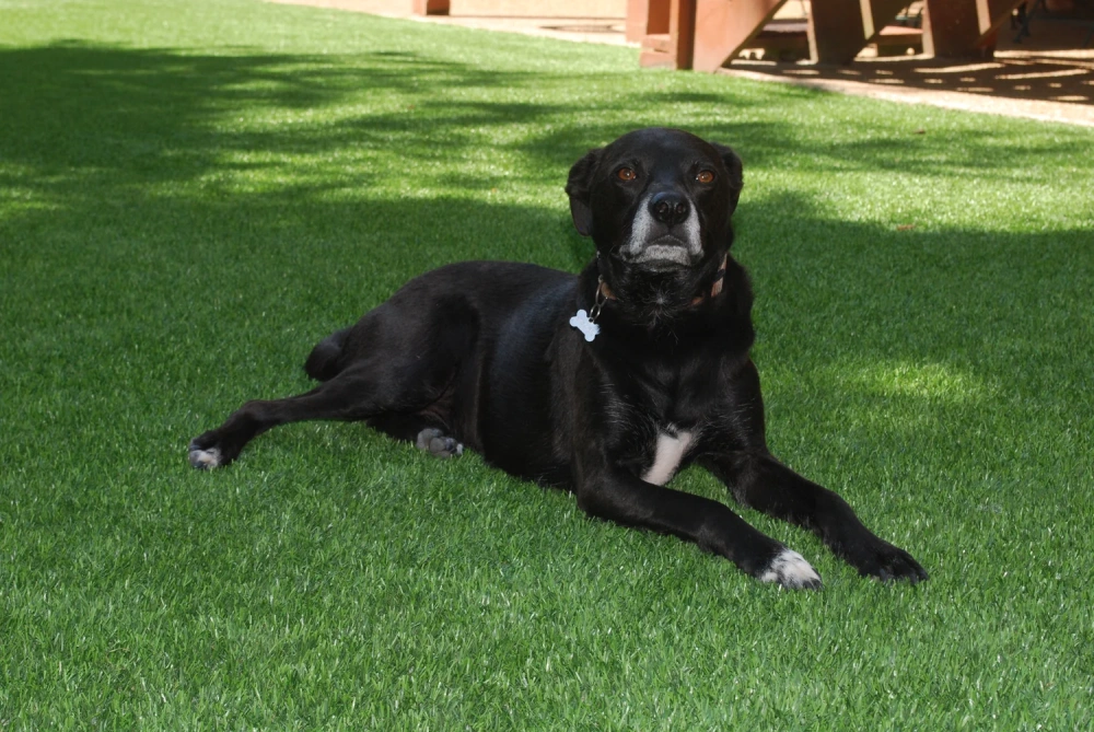 Black dog resting on a pet-friendly Las Vegas artificial turf backyard lawn