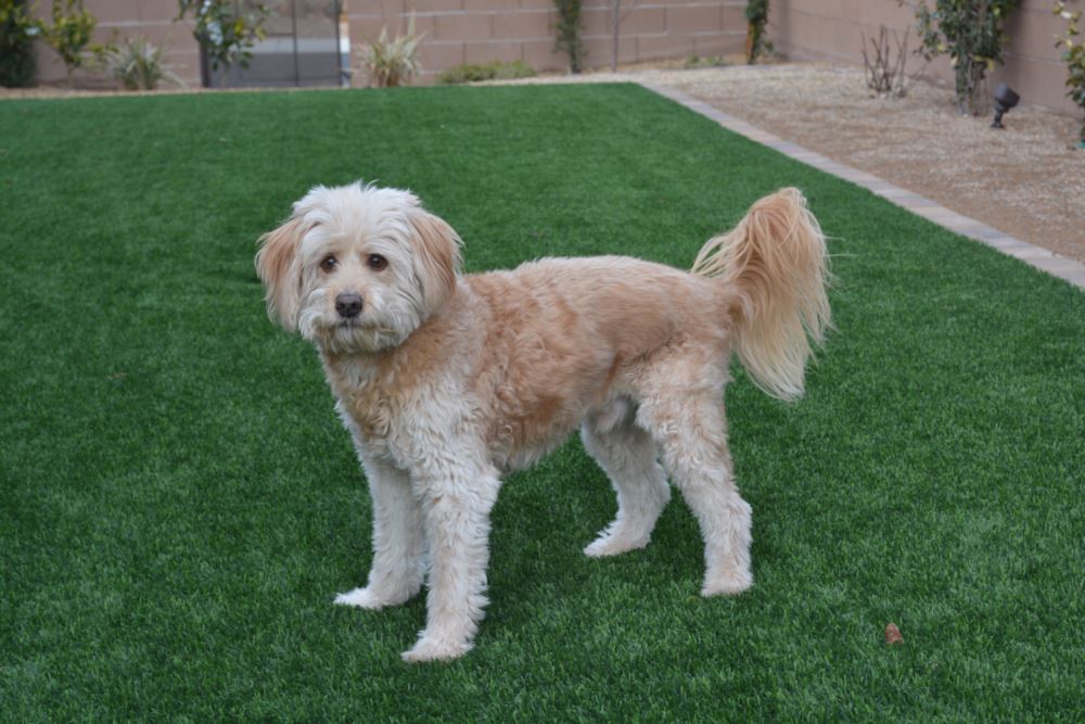 Las Vegas artificial grass landscaping