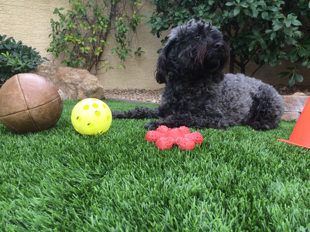 Las Vegas pet turf